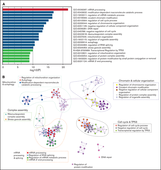 Common misspliced pathways in 16 Srsf2/SRSF2 mutant cells. (A) The pathways most frequently represented within the misspliced transcript sets in the Srsf2/SRSF2 mutant cells. (B) Protein–protein interaction networks between the common transcripts misspliced in Srsf2/SRSF2 mutant cells.