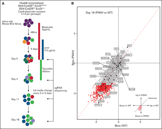 Genome-wide CRISPR knock-out Srsf2P95H/+ screen. (A) Schematic outline of the pooled CRISPR knock-out Srsf2 screen. (B) Visualization of performance of sgRNA against genes mutated in MDS and MDS/myeloproliferative neoplasm at day 18 of the screen. Gray dots, all the sgRNA identified; red dots, sgRNA with FDR < .01 and β score <−2.