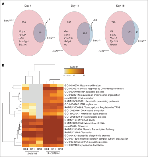 DNA replication, cell-cycle, and DNA damage response are among the top negatively selected pathways in screen. (A) The number of genes negatively selected at days 4, 11, and 18 in Srsf2P95H/+ (pink) and Srsf2+/+ (blue) cells. The top 5 negatively selected genes for Srsf2P95H/+ cells ranked by β score of all 3 cell lines at each timepoint are listed. FDR < 0.01, β score <−1, and any CEG2 essential genes are excluded. (B) Pathway analysis of the negatively selected genes for Srsf2+/+ and Srsf2P95H/+ at 3 timepoints showing DNA replication, cell-cycle, and DNA damage response pathways have a more negative effect on Srsf2P95H/+ cell survival when perturbed.