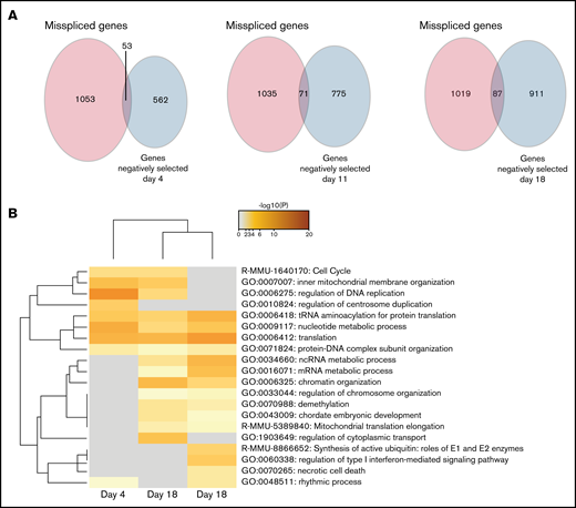 Genes from the cell-cycle and regulation of DNA replication pathways are both misspliced and negatively selected in Srsf2P95H/+ cells. (A) Venn diagrams showing the overlap between the genes that are misspliced in the GM-CSF Srsf2P95H/+ cells and the genes that are negatively selected at days 4, 11, and 18 of the Srsf2 CRISPR screen. (B) Pathway analysis showing that genes associated with cell-cycle and DNA replication regulation are misspliced and cause cell death when deleted in Srsf2P95H/+ cells.