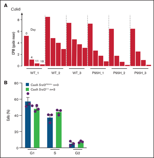 Srsf2P95H/+ cells are sensitive to the CDK6 inhibitor palbociclib and the spliceosome inhibitor Pladienolide B. (A) The guide count for CDK6 sgRNA in Srsf2+/+ and Srsf2P95H/+ cells over the course of the screen. (B) The cell-cycle stage distribution of Srsf2P95H/+ and Srsf2+/+ cells at day 18 after tamoxifen cessation. No statistical difference detected between P95H and WT cells. (C) Hoxb8 GM-CSF Srsf2P95H/+ cell lines and sorted primary Srsf2P95H/+ LKS+ cells are sensitive to palbociclib and Pladienolide B after 4 days of drug culture. Hoxb8 GM-CSF cell lines: n = 3 per genotype for roscovitine and Pladienolide B, n = 2 for palbociclib. Extra sum-of-squares F test. LKS+ cells, n = 1 per genotype. LKS+, lin−ckit+Sca-1+.