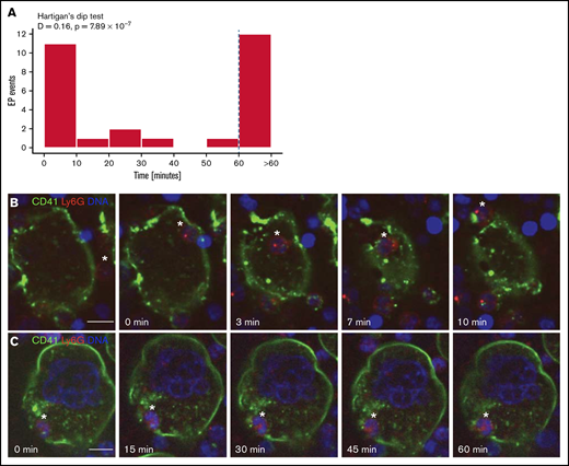 Neutrophil transit time through MKs is bimodally distributed: fast and slow EP. Mature MKs were stained with anti-CD41 AF488 (green) and coincubated with fresh bone marrow cells stained with anti-Ly6G AF594 (red). DNA was stained with DRAQ5 (blue). (A) Histogram depicting the duration of neutrophil transit through MKs of 28 EP events reveals a bimodal distribution with peaks between 0 and 10 minutes (fast EP) and >60 minutes (slow EP). Results pooled from 5 independent experiments. Bimodality was confirmed by Hartigan’s dip test (D = 0.16, P = 7.89 × 10−7). (B-C) Images were obtained using a W1 Yokogawa Spinning Disk Confocal attached to a Nikon Ti inverted microscope with a Plan Fluor 40x/1.3 Oil DIC H/N2 objective. Scale bars, 10 µm. (B) Representative image sequence of fast EP. The neutrophil (*) enters the MK on the right side, migrates through the MK cytoplasm, and egresses on the opposite side within 10 minutes. (C) Representative image sequence of slow EP. The neutrophil (*) is already inside the MK at the beginning of the image acquisition and remains inside for at least 60 minutes, showing no migration inside the MK.