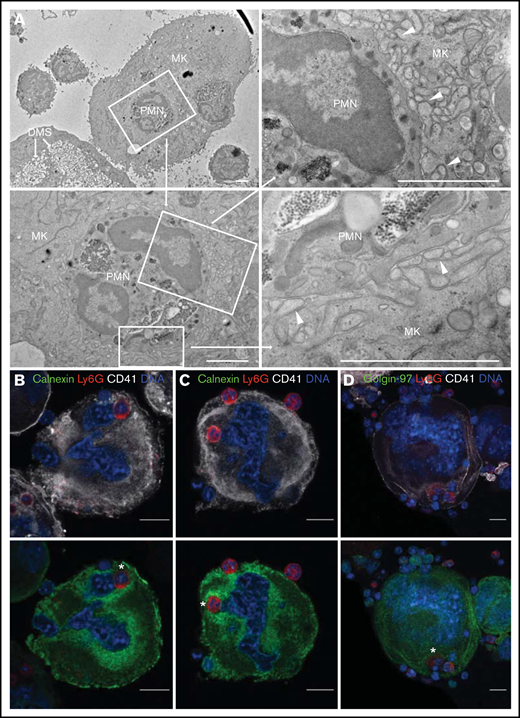 Neutrophils interact with the MK endoplasmic reticulum as well as the DMS. MKs were allowed to engage in EP for 12 hours followed by processing for EM or laser scanning confocal microscopy. (A) Transmission EM images of EP. The internalized neutrophil is surrounded by a membrane network (arrowheads) that does not resemble the DMS. Scale bars, 2 µm. (B-D) Cells were stained with anti-CD41 APC (white), anti-Ly6G AF594 (red), anti-calnexin or anti-golgin-97 (green), and Hoechst 33342 (blue). Images were obtained using a Zeiss LSM 800 with Airyscan attached to a Zeiss Axio Observer Z1 Inverted Microscope with a Plan-Apochromat 63x objective. Scale bars, 10 µm. (B-C) The perinuclear portion of the MK endoplasmic reticulum (ER) surrounds the internalized neutrophils (*s). The neutrophils are localized between the MK nucleus and ER. Note the inverse distribution of the DMS and ER. (D) Internalized neutrophils (*) did not colocalize with the Golgi apparatus of MKs.