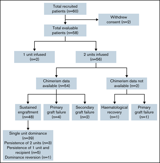 Consort diagram showing recruitment, chimerism analysis availability, and engraftment/chimerism outcomes.