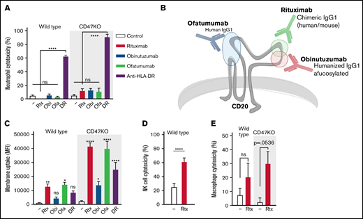 B-cell lymphoma cells display a specific resistance toward anti-CD20–mediated neutrophil killing. (A) Neutrophil ADCC of wild type and Raji CD47KO cells opsonized with rituximab (rtx), obinutuzumab (obi), ofatumumab (ofa), or anti-HLA-DR (DR) (n = 6-8 donors from 3-4 independent experiments); all anti-CD20 opsonized conditions were not significant (ns) compared with the control condition. (B) Epitopes and characteristics of rituximab, obinutuzumab, and ofatumumab. Rituximab and obinutuzumab have overlapping but distinct epitopes; ofatumumab binds to the 2 outer loops of CD20. (C) Neutrophil trogocytosis of wild type and Raji CD47KO cells opsonized with rituximab, obinutuzumab, ofatumumab, or anti-HLA-DR (n = 4-11 donors from 2-5 independent experiments); statistics indicate the comparison between opsonized and control conditions of the wild type or CD47KO cells. (D) NK cell ADCC of wild-type Raji cells (NK cells do not express SIRPα) opsonized with rituximab (n = 14 donors from 7 independent experiments). (E) Macrophage ADCC of wild type Raji cells opsonized with rituximab (n = 3 donors from 2 independent experiments). Data analysis used paired Student t test. Data are mean ± standard error of the mean (SEM). *P ≤ .05; **P ≤ .01; ****P ≤ .0001. MFI, mean fluorescent intensity.