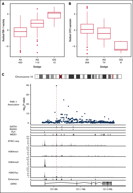 Increased platelet reactivity via PAR-1 at rs10886430 is due to decreased expression of GRK5. Box plots showing the relationships between the genotype of rs10886430 and the reactivity of platelets to PAR-1 (after adjustment for covariates) in 546 participants in the Cambridge PFC (A) and platelet expression of GRK5 measured using probe ID:3190239 of the Illumina HumanHT-12 v4.0 Expression BeadChip microarray in 388 donors (B), after adjustment for technical variation. The thick horizontal bars indicate the median of each conditional distribution and the lower and upper hinges indicate the 25th and 75th percentiles, respectively, of each distribution. The whiskers extend no further than 1.5 interquartile ranges from the hinges. (C) The genetic association between PAR-1 reactivity and rs10886430 in intron 1 of GRK5 colocalizes with the binding of the transcription factors GATA-1 and MEIS1 in human MKs and an enhancer specific to the human MK blood cell lineage. Top to bottom: the strength of evidence for the association between genetic variants in the GRK5 locus and PAR-1 reactivity, measured by −log10(P value); the binding sites of the transcription factors GATA-1, RUNX1, FLI1, and MEIS1 in human MKs; ATAC-seq read depth indicating regions of open chromatin in human MKs; ChIP-seq read depth measuring the histone modifications H3K4me1, HSK4me3, and H3K27ac in human MKs; human MK enhancer sites inferred from the ATAC-seq and ChIP-seq data; and a model of the GRK5 gene with exons indicated by rectangles.