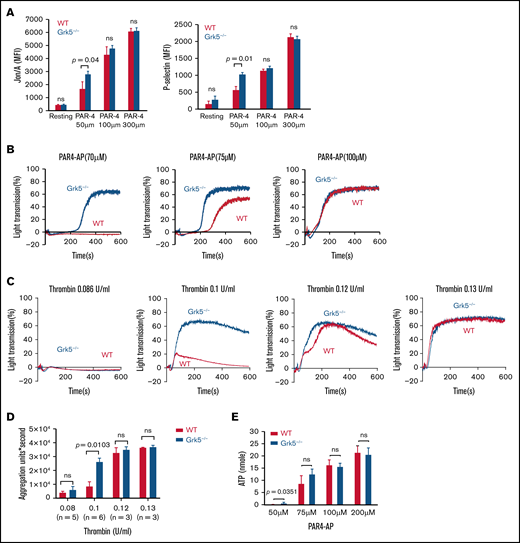 Increased integrin activation, α-granule exocytosis, aggregation, and ATP release in platelets from Grk5−/− mice. (A) Platelets from Grk5−/− and littermate control (WT) mice were stained with antibodies to activate ɑIIbβ3 (Jon/A; left panel) or P-selectin (right panel) and measured by flow cytometry. Platelets were stimulated with Par-4–AP (AYPGKF) (n = 3). Platelet reactivity in response to Par-4–AP (n = 5) (B), representative aggregation traces (C), and summarized data (D) for platelets stimulated with thrombin (mean ± SEM; n = 3-6 mice at each tested concentration). (E) ATP release for platelets from Grk5−/− and littermate control mice (WT) stimulated with Par-4–AP (AYPGKF). The results of 3 experiments (mean ± SEM) are summarized. MFI, mean fluorescence intensity; ns, not significant.