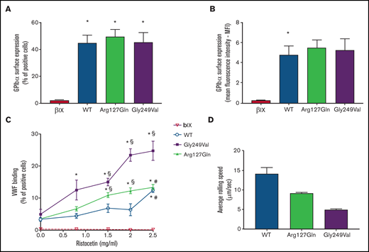 The p.Arg127Gln variant increases the binding of VWF to GPIbα. (A) and (B) Surface expression of GPIbα in CHO β/IX cells transfected with WT, p.Arg127Gln or p.Gly249Val as assessed by flow cytometry using the LJ-P19 antibody and a FITC-conjugated goat anti-mouse IgG shown as percentage of positive cells (A) and mean fluorescence intensity (MFI) (B) (n = 10, * P < .05 vs CHO β/IX, one-way ANOVA). (C) Binding of VWF to CHO β/IX cells transfected with WT, p.Arg127Gln, or p.Gly249Val as assessed by flow cytometry using a mouse anti-human VWF antibody, clone 4f9, and a FITC-conjugated goat anti-mouse IgG after incubation with 8 μg/ml of purified human VWF and different concentrations of ristocetin for 5 minutes at 37°C (n = 10, * P < .05 vs 0 mg/ml; § P < .05 vs WT; # P < .05 vs Gly249Val; two-way ANOVA). (D) Average rolling speed of CHO β/IX cells transfected with WT, p.Arg127Gln, or p.Gly249Val on a VWF-coated surface under flow conditions assessed in a laminar-flow perfusion chamber. Cell rolling was continuously recorded using a Zeiss, ObserverZ.1 (Carl Zeiss, Jena, Germany) inverted microscope equipped with AxioCam MRm (Carl Zeiss). Images were captured at 1-second intervals for 10 minutes and then analyzed offline with the ImageJ v. 1.52 TrackMate (v5.2.0) software (n = 4, * P < .05 vs 0mg/ml; § P < .05 vs WT, # P < .05 vs p.Gly249Val, one-way ANOVA). CHO β/IX cells transfected with the empty vector did not tether to the VWF-coated surface and flowed away without rolling, as shown in supplemental Movie 4.