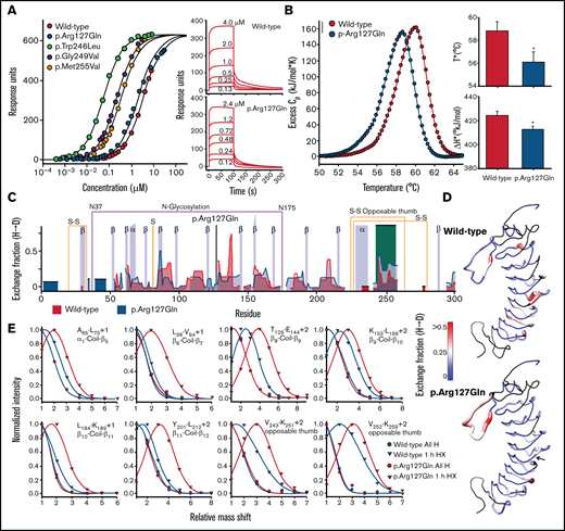 p.Arg127Gln allosterically enhances the conformational dynamics of the C-terminal disulfide loop of GPIbα. (A) Equilibrium binding of VWF A1 to WT and p.Arg127Gln GPIbα obtained from the maximum SPR response as a function of A1 concentration. Data for p.Trp246Leu, p.Gly249Val and p.Met255Val were taken from Tischer et al 2019.16 Maximum SPR response (Rmax) is 639 ± 4 response units. Panels on the right show representative SPR sensorgrams as a function of A1 concentration. The SPR data indicate that p.Arg127Gln is a mild GOF mutation of GPIbα, as its affinity is slightly enhanced relative to WT. (B) Excess heat capacity curves for thermal unfolding of WT and p.Arg127Gln GPIbα obtained by DSC at a scan rate of 2°C/min. Thermal unfolding is irreversible and dependent on the thermal scan rate. Slower thermal scan rates are shown in the supporting information (supplemental Figure 3). Fitting parameters are reported in supplemental Table 3 . Panels on the right show the scan rate independent thermal transition temperatures (T* in °C) and enthalpies (ΔH* in kJ/mol) where the rate of unfolding, kunf = 1. Asterisks (*) on the p.Arg127Gln bars indicate a P < 0.05 relative to WT. DSC demonstrates that p.Arg127Gln destabilizes GPIbα, as evident by a diminished T* and ΔH* relative to WT GPIbα. (C) Hydrogen-deuterium Exchange fraction of WT (blue) and p.Arg127Gln GPIbα (gray) as a function of residue number after 1 hour of incubation at 25°C in 80% (vol/vol) deuterium oxide. Additional timepoints ranging 1 minute to 18 hours overnight incubation are included in supplemental Figure 4. Parameters for the exchange experiments are summarized in supplemental Table 8. The opposable thumb region of GPIbα is highlighted in orange. The position of the p.Arg127Gln mutation is indicated by a black vertical line. (D) Exchange fraction mapped onto the crystal structure of GPIbα (pdb ID = 1GWB).48 Colors are as follows: black = not resolved, blue = 0, white = 0.25, and red ≥0.5. Structures were rendered using UCSF chimera.49 The arrow in p.Arg127Gln indicates the position of the mutation. (E) Peptide envelopes (normalized intensity as a function of the deuterium-induced mass shift relative to all H peaks in absence of deuterium) of 8 peptides spanning the protein after 1 hour of exchange indicate an increased deuterium uptake for p.Arg127Gln relative to WT. Envelopes represent HXMS raw data and were analyzed with EXMS237 prior to deconvolution of the HX fraction with HDsite. The peptides shown in Figure 3E represent a small portion of the HX raw data that were extracted from the MS data using EXMS2.37 A multitude of such peptide envelopes was used for the deconvoluted exchange fraction (Figure 3C,D). The HXMS data shown in panels (C)-(E) agree with the stability data shown in (B) as p.Arg127Gln destabilizes GPIbα. The primary impact of the mutation, however, can be observed in the opposable thumb region where the exchange is significantly enhanced. This indicates that p.Arg127Gln increases the conformational dynamics of this region. The difference between p.Arg127Gln and other platelet-type VWD mutations occurring within the opposable thumb sequence16 is that p.Arg127Gln acts allosterically through the LRR of GPIbα.