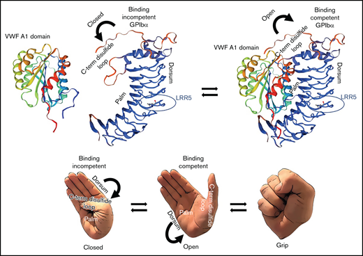 Proposed mechanism of interaction between GPIbα and the A1 domain of VWF. Proposed mechanism of interaction between GPIbα and the A1 domain of VWF based on the data from Tischer et al16 and the results of the current manuscript. GPIbα is mostly binding-incompetent when the C-terminal disulfide loop is structured and “attached” to its palm. Destabilization of the C-terminal disulfide loop enables a binding-competent conformation in which GPIbα can interact tightly with the A1 domain of VWF. Protein structure homology modeling of the ligand-binding region of GPIbα and for the A1 domain of VWF was performed using the SWISS-MODEL workspace. The SWISS-MODEL template library (GPIbα SMTL ID:3P72, PDB release 2017-01-26; VWFA1 SMTL ID: 1AUQ, PDB release 1998-10-14) was searched with Blast and HHBlits for evolutionary related structures matching the target sequence.