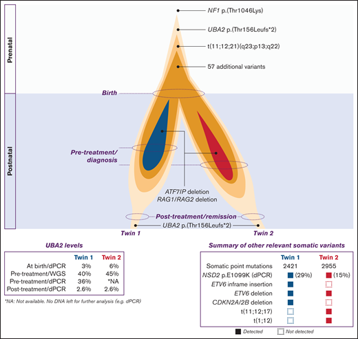 Illustration of clonal evolution from in utero leukemia initiation (prenatal) to remission (postnatal). Strikingly, UBA2 deletion proceeded ETV6-RUNX1 fusion generated by the shared complex rearrangement in utero. Fifty-seven additional shared SNVs/indels were acquired during the prenatal period. Clonal evolution of preleukemic clones established prenatally in both twins continued separately, mainly postnatally, acquiring SVs and SNVs/indels unique to each twins’ leukemia. Genes known to be recurrent targets of secondary events in BCP-ALL, ATF7IP, RAG1/RAG2, and ETV6, were targeted by unique analogous deletions in both twins. The UBA2 deletion persisted subclonally in remission of both twins. dPCR results stated in percent refers to the fraction of mutant target DNA in the analyzed sample.