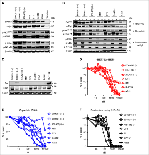 Single BET inhibitors or copanlisib or bardoxolone methyl suppress ATL cell proliferation. (A) Immunoblot analysis of BATF3, c-MYC, p-AKTS473, p-4EBP1, p-IκB-α, and p-NFκB-65 in 7 ATL cell lines and fibroblast cells. β-actin was used as a loading control. (B) Seven ATL cell lines were incubated with 1 μM of I-BET762 or copanlisib or bardoxolone methyl for 2 hours and 4 hours for p-IKKα. (C) HTLV-1 protein expression, Tax, and HBZ, in 7 ATL cell lines, Jurkat, and HuT102 cells. (D-F) Dose-response curves of I-BET762 (red), copanlisib (blue), or bardoxolone methyl (black) on ATL cell lines. Increasing concentrations (0 to 10 000 nM) of inhibitors were incubated with 10 000 ATL cells for 72 hours. The relative number of proliferating cells was analyzed by a thymidine incorporation assay. Results are representative of triplicate assays.