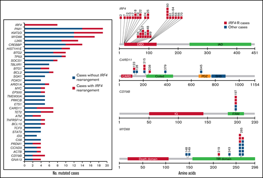Mutational landscape of 50 cases of DLBCL-AE. Bar graph shows mutated genes in 4 or more cases. The results are given in number of mutated cases per gene. The colored bars indicate the presence (orange) or absence (blue) of IRF4 rearrangement. A diagram of the relative positions of driver mutations is shown for IRF4, CARD11, CD79B, and MYD88. Multiple passenger mutations for IRF4 also are depicted. The x-axis indicates amino acid positions. The approximate location of somatic mutations identified in each gene is indicated. IRF4 mutations are mainly in the DNA binding domain. All CD79B mutations are located in a hotspot Y197 in the immunoreceptor tyrosine-based activation motif (ITAM). Domains of the protein are represented according to the Uniprot database (www.uniprot.org).