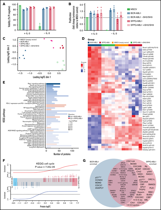 SFPQ-ABL1 and BCR-ABL1 activate distinct signaling networks. (A) Viability analysis of Ba/F3 cells expressing MSCV (empty vector control), BCR-ABL1, BCR-ABL1 – SH2/SH3, SFPQ-ABL1, or SFPQ-ABL1 + SH2/SH3, after 48-hour IL-3 withdrawal. Viability was determined by propidium iodide (PI) exclusion, measured by flow cytometry (n = 3). (B) Proliferation analysis of Ba/F3 cells expressing ABL1 fusions after 48-hour withdrawal. Proliferation was measured by luminescence relative to MSCV empty vector control, using the CellTiter-Glo 2.0 reagent (n = 3). (C) Multidimensional scaling plot of label-free quantification phosphoproteomics data. Data were normalized, and missing peptide values were imputed by using a method based on low-rank decomposition. Data were corrected via Surrogate Variable Analysis to remove unwanted variation. Samples are colored according to the key in the top left corner of the plot. (D) Heat map showing top differentially phosphorylated sites between BCR-ABL1– and SFPQ-ABL1–expressing cells in DPE analysis. Expression for 16 samples (z score; scaled log2-intensity), including 4 biological repeats for each cell line, MSCV, BCR-ABL1, SFPQ-ABL1, and SFPQ-ABL1 + SH2/SH3, is shown (colored according to key, n = 4). Gene names and phosphorylation sites (in parentheses) are given on the right side of the heat map. (E) Differentially expressed KEGG pathways between SFPQ-ABL1– and BCR-ABL1–expressing cells. Sime’s adjustment was applied to peptide P values to obtain protein level P values. limma was used to test for enriched KEGG terms. (F) Barcode plot of KEGG cell cycle proteins identified in DPE analysis. (G) Venn diagram of cell cycle proteins identified in phosphoproteomics analysis. Proteins were determined as differentially expressed if Sime’s adjusted P value was < .05. logFC, log fold change.