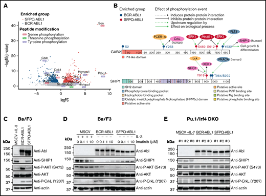 SPFQ-ABL1 and BCR-ABL1 differentially phosphorylate SHIP1 and GAB2. (A) Volcano plot of peptides identified in DPU analysis. Plots show log fold change (logFC) on the x-axis and -log10(P value) on the y-axis. Proteins/peptides of interest are labeled with gene name. Significantly enriched (P = .05) peptides and peptide modifications are colored according to the key in the top left of the plot. (B) Protein schematics of SHIP1 and GAB2 showing differential phosphorylation events identified in DPU analysis, produced by using ProteinPaint (Zhou et al Nature Genetics. 2016). Tyrosine phosphorylation events and resultant effects are coded according to the key in the top left corner. Functional domains are colored according to the key below each protein. (C) western blot analysis of SHIP1 and Phospho-AKT (P-AKT) expression in Ba/F3 cells expressing MSCV, BCR-ABL1, or SFPQ-ABL1. Pu.1/Irf4 DKO (representative western blot image is shown, n = 4). (D) western blot analysis of Ba/F3 cells treated with a dose titration (100 nM, 1 µM, and 10 µM) of imatinib for 6 hours (representative western blot image is shown, n = 3). (E) western blot analysis of SHIP1 and P-AKT in Pu.1/Irf4 DKO cells expressing MSCV, BCR-ABL1, or SFPQ-ABL1. Cell lines #1 to #3 represent 3 biologically independent cell lines.