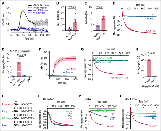 CatG-generated PAR4 tethered ligand RALLLGWVPTR induces platelet activation and aggregation. (A) WT human PAR4 (hPAR4, black) or empty vector (mock, blue) was expressed in HEK293T/17 cells and treated with 1.5 mM RALLLGWVPTR (RA-11mer, solid line) or tyrodes (dash lines). Thick lines and thin vertical lines are means and SEMs, respectively. n = 3 independent experiments performed in duplicate. (B-C) Washed platelets (n = 6) were treated with buffer or 1 mM RA-11mer, and platelet activation was measured by (B) PAC-1 binding (mean percent ± SEM) and (C) P-selectin expression (mean percent ± SEM). (D) Representative aggregation tracing of washed platelets treated with 1 mM GYPGQV (GYP), ALLLGWVPTR (AL-10mer), or RA-11mer. (E) Maximum (max) aggregation of platelets treated with buffer or 1 mM of each indicated peptide (mean percent ± SEM; n = 5). (F) Representative tracing of platelet calcium flux induced by RA-11mer (2 mM, black line). Tyrodes buffer (red) served as a negative control. n = 4 independent experiments performed in duplicate. (G) Representative tracing of washed platelets treated with 1 mM or 10 mM RA-6mer or 1 mM RA-11mer. (H) Quantification of maximum (max) aggregation (percent ± SEM) elicited by treatment of same subjects’ platelets with RA-11mer or RA-6mer (1 mM, n = 3). (I) Dog, human, mouse, and rat PAR4 sequence alignment of the 12 amino acids adjacent to the plasma membrane of the first (N-terminal) PAR4 extracellular domain. Arrow indicates Arg68 in humans where CatG cleaves PAR4. (J-L) Representative aggregation tracing of dog (blue), human (red), mouse (green), and rat (purple) washed platelets treated with 1 U/mL human thrombin (J), 1 µM human CatG (K), or 1 mM RA-11mer (L). n > 3 for human and mouse (J-L); n = 2 for dog and rat (J-K); n = 2 for rat (L); n = 1 for dog (L).