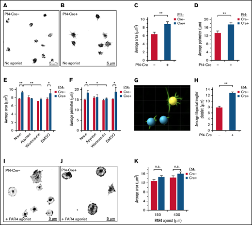 SHARPINfl/fl Pf4-Cre+ platelets show increased spreading on immobilized fibrinogen. Unstimulated platelets were allowed to attach and spread for 30 minutes on fibrinogen, without (A-D) or with PAR4 agonist peptide (I-K) and then stained with an FITC-conjugated anti-αIIb antibody. Images were acquired on a deconvolution microscope with a ×100 oil objective, and the platelet area and perimeter were calculated using ImagePro software. (A,I) SHARPINfl/fl Pf4-Cre−. (B, J) SHARPINfl/fl Pf4-Cre+. Average area (C,K) and average perimeter. n.s., not significant. (D) of spread platelets (n = 9). (E-F) Effect on platelet spreading of ADP and PI 3-kinase antagonists, apyrase, and wortmannin, respectively (n = 4). *P < .05; **P < .01. (G) Surface rendering of αIIb fluorescence in platelets prepared (as in A-B) using Imaris software. (H) Quantification of average filopodial length per unstimulated αIIb-stained platelet calculated using Imaris rendering (as in G) (n = 5).