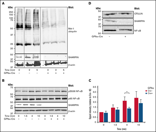 Platelet-specific deletion of SHARPIN curtails Met-1 ubiquitination and reduces NF-κB pathway signaling. Western blots of SHARPINfl/fl Pf4-Cre or SHARPINfl/fl GPIbα-Cre mouse platelets following stimulation with an agonist cocktail of 400 μM of PAR4 agonist peptide, 50 μM of ADP, and 50 μM of epinephrine, lysed at the indicated times, subjected to SDS-PAGE, and blotted for Met-1 ubiquitin (n = 3) (A) and phosphoserine 536 (B) of the p65 (RelA) subunit of NF-κB. (C) Summary of signal intensity of pS536 NF-κB (n = 5; *P < .05). β-actin re-probes were used as loading controls. (D) Western blot of OTULIN indicating similar levels in SHARPINfl/fl GPIbα-Cre− and SHARPINfl/fl GPIbα-Cre+platelet lysate (n = 3).
