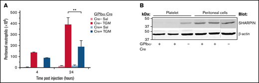 Platelet-specific deletion of SHARPIN reduces neutrophil recruitment in a peritonitis model of sterile inflammation. (A) SHARPINfl/fl GPIbα-Cre− and SHARPINfl/fl GPIbα-Cre+ mice were injected with thioglycollate medium or saline and euthanized at 4 or 24 hours, and peritoneal lavage fluid was harvested. The number of neutrophils was determined as described in Methods (n = 5; **P < .01). (B) Western blot of lysate from SHARPINfl/GPIbα-Cre− or SHARPINfl/fl GPIbα-Cre+ mouse platelets or from harvested peritoneal lavage fluid, subjected to SDS-PAGE and blotted for SHARPIN. β-actin re-probes were used as a loading control. The blots are representative of results obtained with lysate from 3 mice each.