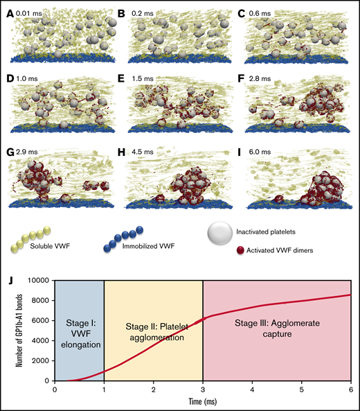 The time-lapse snapshots of SIPA divided into 3 stages. (A-C) Stage 1: VWF elongation. The activation of VWF requires its conformational change from a globular state to an elongated state. (D-F) Stage 2: agglomeration. Elongated soluble VWFs entangle platelets and form platelet agglomerates in flow. (G-I) Stage 3: capture. Suspended agglomerates contact the thrombotic surface (preadhered with immobilized VWF), roll, and eventually adhere to the surface and become a mural platelet aggregate. (J) The number of GPIb-A1 bonds over time. The number of GPIb-A1 bonds shows faster growth at stage 2 (agglomeration) compared with stage 1 and stage 3. The specific simulation here is performed at a shear rate of 10 000 s−1 with an sVWF concentration of 3 times normal plasma (NP)-VWF concentration and a VWF length of 1.6 μm. The 3 times VWF concentration is selected to ensure 1 complete SIPA process would occur.
