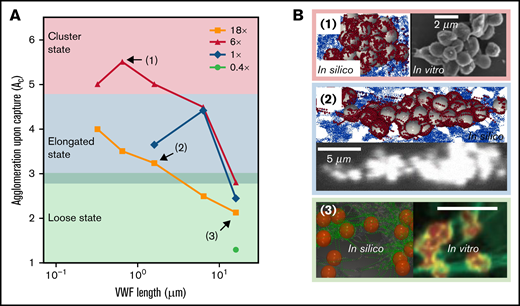 Captured agglomerates (ie, platelet aggregates) show 3 distinct morphologies primarily controlled by VWF length. (A) The platelet aggregate morphology depends on the VWF length and concentration. Three states, namely cluster state, elongated state, and loose state, are shown in the figure as a primary function of VWF length. (B) The top view of aggregate morphology observed in silico (noted in the colored boxes) for selective VWF conditions as denoted in panel A. Similar aggregate morphology observed in vitro is depicted side by side for comparison. For all 3 examples, the flow direction is from left to right. The platelet color in silico is rendered to match the in vitro counterparts. The in vitro images for panels B1 and B2 were adopted from Ruggeri et al.13 under elevated shear rates (10 000∼20 000 s−1) with human normal plasma VWF (whole blood). The in vitro counterpart of panel B3 was adopted from Chauhan et al39 with endothelial VWF (ultra-long) under venous shear rates. Both results were obtained without platelet activation.