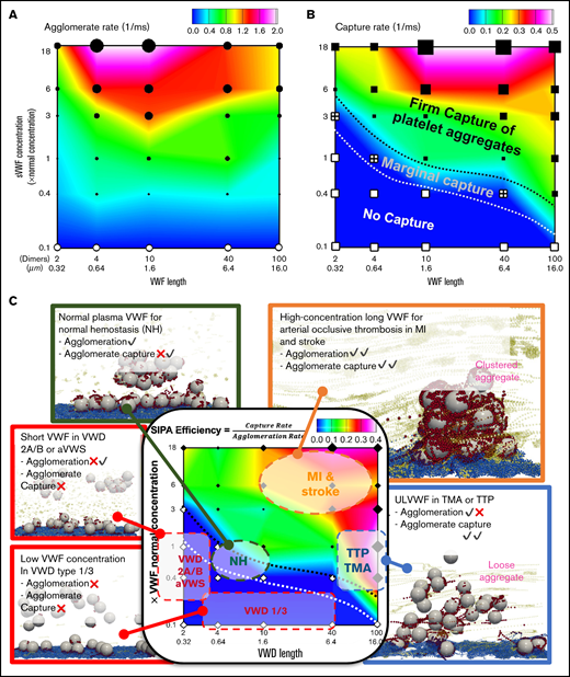 Predicted phase diagrams for SIPA correlates with a variety of hemostasis and thrombosis complications. (A) The platelet agglomeration rate as a function of VWF length and VWF concentration. The filled symbols indicate an agglomeration rate that is above 0.1 ms−1 with the size of the symbol scaling as the agglomeration rate. The empty symbols correspond to an agglomeration rate below 0.1 ms−1, comparable to the level of agglomeration in the absence of sVWF. Plot is in log-log scale. (B) The agglomerate capture rate as a function of VWF length and VWF concentration. The regime with black symbols indicates the capture of an agglomerate. The cross symbols denote the regime showing marginal capture of agglomerate as a transitional SIPA behavior. The white symbols indicate the regime where agglomerates are not captured. (C) The in silico SIPA model should apply to both thrombosis and hemostasis. VWD type 1 or 3 features subnormal concentration or no presence of sVWF, which causes a severe bleeding disorder possibly due to lacking both agglomeration and capture. VWD type 2A/B and acquired VWF syndrome (aVWS), from excessively short VWF lengths, often leads to moderate bleeding possibly due to no capture of agglomerates. The model further predicts NP-VWF can lead to platelet adhesion with marginal capture of agglomerates, which may be required for normal hemostasis. Elevation in sVWF concentration and length leads to a substantial increase of the capture rate (1/capture time) and agglomeration rate, which may be relevant to arterial occlusive thrombosis leading to myocardial infarction (MI) and strokes. The excessive consumption of platelets and consequent bleeding disorders in thrombotic thrombocytopenic purpura (TTP) and thrombotic microangiopathy (TMA) induced by excessive ULVWF may form loose VWF-platelet nets to sequester platelets.