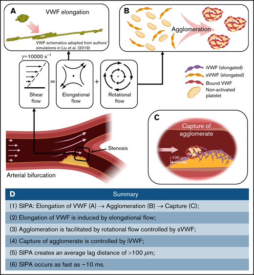 Schematics of the millisecond-scale SIPA process driving the arterial thrombus growth under pathologically high shear rates. (A) Under pathological high shear (∼10 000 s−1), VWF elongates under high shear due to the elongational effect of shear flow. (B) Elongated soluble VWFs entangle many nonactivated platelets and form agglomerates in the flow, facilitated by the rotational flow. (C) The immobilized VWF at the wall captures agglomerates in milliseconds after an agglomerate traveling lag distance of >100 μm. (D) Summary of the steps and features of SIPA described in current study.