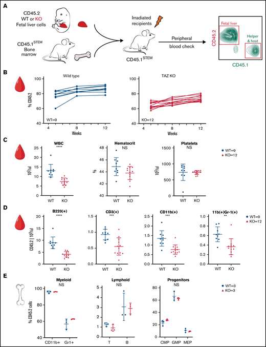 TAFAZZIN deficiency leads to a mild peripheral leukopenia in adult mice. (A) Schematic outlining the approach of transplanting fetal liver cells from WT or TAFAZZIN-KO donors (CD45.2) into WT recipient mice (CD45.1). CD45.1 and CD45.2 staining of leukocytes in the peripheral blood quantifies the degree and contribution of engraftment. (B) The frequency of CD45.2 donor cells, both WT and TAFAZZIN-KO, in the peripheral blood remains stable following transplantation. (C) Complete blood counts of the peripheral blood demonstrate a mild leukopenia in mice transplanted with TAFAZZIN-KO fetal liver cells. (D) Flow cytometry was used to enumerate specific populations within the peripheral blood, with a focus on the transplanted CD45.2 cells. The lack of TAFAZZIN results in significantly fewer B cells, T cells, myeloid cells, and neutrophils. (E) Flow cytometric analysis of mature and progenitor populations within the bone marrow did not reveal any differences between mice reconstituted with WT or TAFAZZIN-KO fetal liver cells. Error bars indicate the mean ± SD. t tests were performed. **P < .01; ***P < .001; ****P < .0001. NS, not statistically significant.