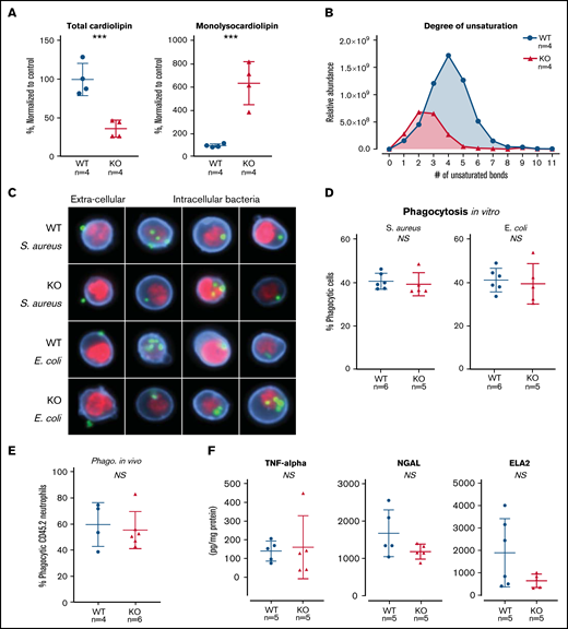 TAFAZZIN deficiency results in cardiolipin changes but does not affect neutrophil function. (A) Quantification of cardiolipin and monolysocardiolipin content in WT and TAFAZZIN-KO GMPs. Total CL and monolysocardiolipin values are normalized to the average of WT cells. (B) The degree of unsaturation within the cardiolipin acyl chains was compared between WT and TAFAZZIN-KO cells. The average of the 4 clones is displayed, demonstrating the expected decrease in number of unsaturations in the TAFAZZIN-KO cells. (C) Imaging flow cytometry was used to confirm phagocytosis of FITC-labeled BioParticles within the WT or TAFAZZIN-KO mature neutrophils. The intracellular S aureus or E coli BioParticles (green) can be quantified separated from the extracellular particles simply adherent to the cell’s surface. CD11b (blue) was used to highlight the membrane and 4′,6-diamidino-2-phenylindole (red) the nuclei of the neutrophils. (D) The degree of in vitro phagocytosis was quantified by flow cytometry across multiple WT and TAFAZZIN-KO clones. This assay was performed on 3 independent occasions. (E) In vivo analysis of phagocytosis was performed in a limited number of adult mice (CD45.1) that had been transplanted with WT or TAFAZZIN-KO fetal liver hematopoietic cells (CD45.2), as described in Figure 2A. Mice received an intraperitoneal injection of BioParticles and peritoneal fluid was collected at 3 hours for flow cytometric analysis. This experiment was performed twice and data from both experiments combined. (F) The amount of TNF-α, NGAL, and ELA2 secreted from LPS-stimulated (4 hours, 10 ng/mL) mature neutrophils was quantified by enzyme-linked immunosorbent assay. This experiment was performed twice. Error bars indicate the mean ± SD. t tests were performed. ***P < .001. NS, not statistically significant.