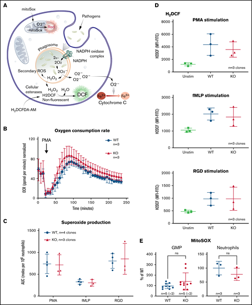 The loss of TAFAZZIN does not affect the production of neutrophil reactive oxygen species. (A) Schematic outlining commonly understood ROS pathways as well as reagents used to quantify and distinguish the different species within neutrophils. Microbial pathogens can be recognized and engulfed by neutrophils. In the process of phagocytosis, neutrophils activate membrane-associated NADPH oxidase to generate a powerful oxidative burse (measured by the Seahorse assay). During this oxidative burst, oxygen is consumed generating ROS including superoxide (O2−) (measured by the Cytochrome C assay) and hydrogen peroxide (H2O2) (measured by the H2DCF assay). The mitochondria are also an important source of ROS, in particular, O2− (measured by the MitoSOX reagent). (B) The oxygen consumption rate (OCR) was measured within the XF Neutrophil Activation Assay. Cells were stimulated with PMA, 100 ng/mL and OCR monitored over 240 minutes. This experiment was performed twice. (C) WT and TAFAZZIN-KO neutrophils were stimulated with PMA, fMLP, or RGD and the production of superoxide monitored over 60 minutes. The total superoxide (area under the curve) is displayed. This experiment was performed 3 times. (D) WT and TAFAZZIN-KO neutrophils were stimulated with PMA, fMLP, or RGD; the conversion of H2DCF to its fluorescent product was quantified by flow cytometry and displayed as mean fluorescence intensity (MFI). Unstimulated cells are displayed as a negative control. This experiment was performed 3 times. (E) Mitochondrial ROS was quantified by MitoSOX staining and flow cytometry in both GMPs and mature neutrophils. Data are displayed the MFI normalized to the WT clones. This experiment was performed twice (GMP) and once (neutrophils). Error bars indicate the mean ± SD. t tests were performed. NS, not statistically significant.