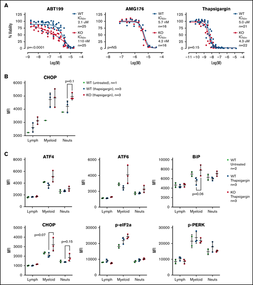 TAFAZZIN deficient myeloid progenitors are more sensitive to apoptosis and ER stress signals. (A) Viability was assessed in vitro (CellTiter Glo) at 24 hours after exposure to ABT199, AMG176, or Thapsigargin. This assay was performed on >5 different days with multiple clones; the total N is displayed on each graph. The same data with error bars are displayed in supplemental Figure 5A. A 2-way analysis of variance (ANOVA) was used to determine the statistical difference between viability curves. (B) In vivo CHOP protein expression following thapsigargin treatment was assayed by intracellular antibody staining on peripheral blood neutrophils from adult mice transplanted and reconstituted with WT or TAFAZZIN-KO fetal liver hematopoietic cells as described in Figure 2A. CHOP expression was quantified as mean fluorescence intensity (MFI) by flow cytometry. (C) This experiment was repeated on additional mice to quantify CHOP as well as other intracellular proteins. The expression of CHOP and BiP in the peripheral blood circulating myeloid populations following treatment with thapsigargin demonstrated a trend toward increase in the TAFAZZIN-KO animals. t tests were performed, and P values are indicated on the plots. All other results are not statistically significant.