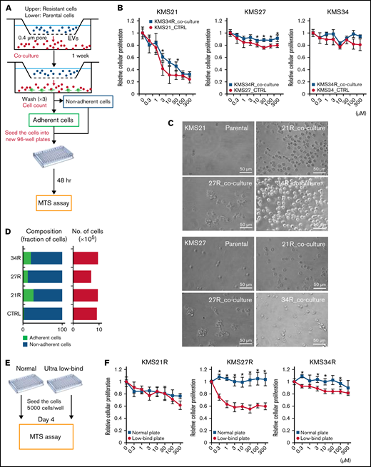 Relationship between cell adhesion ability and lenalidomide resistance. (A) Illustration of the coculture experiment setup. The resistant cells were seeded in the upper chamber, and the parental cells were seeded in the lower chamber. After 1 week of coculture, the numbers of adherent and nonadherent cells were determined. After cell counting, cells were reseeded into a new 96-well plate to measure lenalidomide sensitivity. (B) Cell viability assay of cocultured cells with Cell Counting Kit-8. The values were normalized to those of the negative control. Parental cells (KMS21, KMS27, and KMS34) were cocultured with KMS34R cells. (C) Representative images of KMS21 and KMS27 cells after coculture with lenalidomide-resistant cells. Bars represent 50 μm. (D) Fraction of cells from each sample after coculture (left). Total cell numbers in each sample (right). (E) Illustration of the cell adhesion experiment setup with ultra-low attachment plates. Each lenalidomide-resistant cell line was seeded at 5000 cells per well, and after 96 hours, cell proliferation was measured with a cell viability assay. (F) Cell viability assay of KMS21R, KMS27R, and KMS34R cells using ultra-low attachment plates. The values were normalized to those of the negative control. The error bars indicate standard deviation values. *P < .05.
