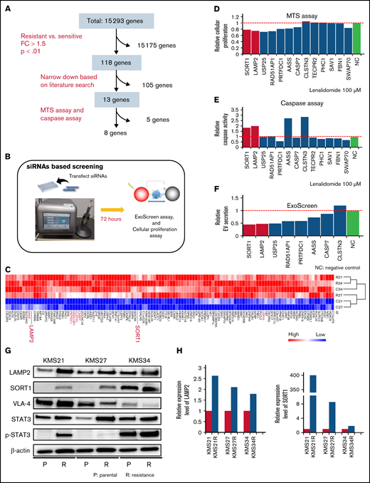 Screening of genes responsible for EV secretion in resistant MM cells. (A) Flow diagram for the selection of candidate genes related to EV secretion. (B) Illustration of the method used for EV secretion-related gene screening. (C) Heatmap showing the 118 genes highly expressed in lenalidomide-resistant cell lines (resistant, KMS21R, KMS27R, KMS34, and KMS34R; sensitive, KMS21 and KMS27). (D) Cell viability assay of cells with knockdown of the 13 selected genes in the presence of lenalidomide. (E) Caspase activity assay of cells with knockdown of the 13 selected genes in the presence of lenalidomide. (F) ExoScreen assay of cells with knockdown of the selected 8 genes. The values were normalized to those of the negative control (NC). (G) Western blotting for SORT1, LAMP2, VLA-4, STAT3, p-STAT3, and β-actin in the 6 cell lines used in this study. Proteins were loaded at 15 μg per lane. (H) Quantitative reverse transcription polymerase chain reaction analysis of the expression levels of LAMP2 and SORT1. Each expression value was normalized to that in the corresponding parental cell line.