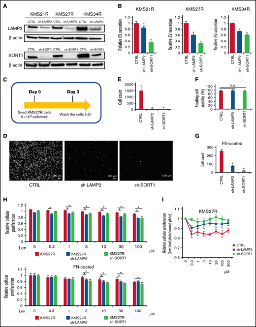 Functional analysis of LAMP2 and SORT1 knockdown in lenalidomide-resistant MM cells. (A) Western blotting for SORT1, LAMP2, and β-actin in cells with stable knockdown of SORT1 and LAMP2 via shRNA. Proteins were loaded at 15 μg per lane. (B) EV secretion was measured with an ExoScreen assay. Each signal value was normalized to that of the control (CTRL). (C) Illustration of the method used for the adhesion experiment. Seventy-two hours after seeding, cells were washed 5 times with phosphate-buffered saline (-), and the numbers of attached cells were counted. (D) Picture of KMS27R cells with LAMP2 or SORT1 knockdown. Bars represent 100 μm. (E) Cell counts of the adherent cells in panel D. (F) The viability of nonadherent cells was estimated by using trypan blue staining. The values were normalized to the total cell number. (G) Cell counts of the adherent cells using FN-coated plates. (H) Cell viability assay of KMS27R cells with LAMP2 or SORT1 knockdown in the presence of lenalidomide. The values were normalized to those of the negative control (0 μM lenalidomide). Top, normal plate; bottom, FN-coated plate. (I) Comparative analysis of KMS27R cells with LAMP2 or SORT1 knockdown cultured in normal and ultra-low attachment conditions via the cell viability assay. The signal values for the ultra-low attachment plate were normalized to those for the normal plate. The error bars indicate standard deviation values. *P < .05. Len, lenalidomide; n.s., not significant.