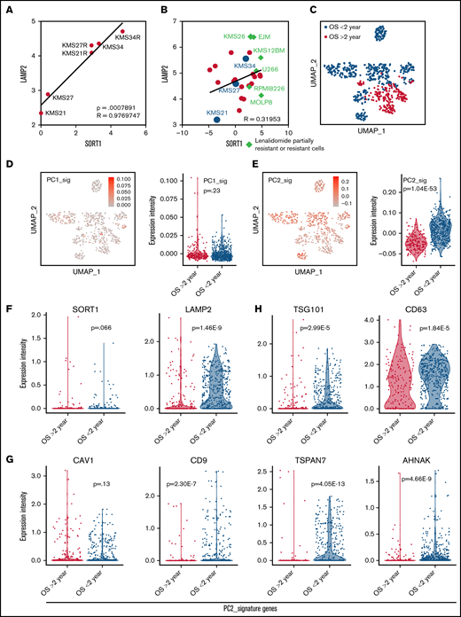 Contribution of EV secretion and cell adhesion–related genes to MM patient prognosis. (A) A scatter plot showing the relationship between LAMP2 and SORT1 expression in the 6 cell lines used in this study. The x-axis indicates LAMP2 expression, and the y-axis indicates SORT1 expression. (B) Scatter plot showing the relationship of LAMP2 and SORT1 expression in a publicly available Cancer Cell Line Encyclopedia data set. Each dot indicates an MM cell line; red, cell lines in our data set; blue, cell lines that are known to be partially resistant or resistant to lenalidomide. (C) Uniform manifold approximation and projection (UMAP) plot classifying patient outcomes as aggressive or passive. (D) UMAP plot of MM cells focusing on the PC1 signature (left). Violin plot of PC1 signature genes among patient states (right). (E) UMAP plot of MM cells focusing on the PC2 signature (left). Violin plot for PC2 signature genes among patient states (right). (F) Violin plots for LAMP2 and SORT1 gene expression among patient states. (G-H) Violin plots for EV biogenesis-associated gene expression among patient states, among PC2 signature genes (G) and typical EV marker (H).