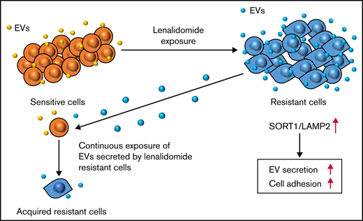 Schematic model of the regulation of drug resistance in MM cells.