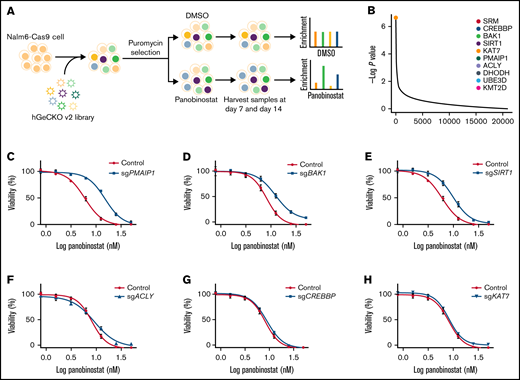 Genome-wide CRISPR/Cas9 screening identified genes that contributed to panobinostat resistance. (A) Schematic outline of the genome wide CRISPR/Cas9 loss-of-function screening. (B) Enriched genes by P value rank after CRISPR/Cas9 screening at day 14 after panobinostat treatment. (C-H) Validation of selected genes in the CRISPR/Cas9 screening using an MTT assay in Nalm6-Cas9 cells. Nalm6-Cas9 cells were infected with empty vector (CON) or sgRNA vectors to disturb targeted gene expression. Each experiment was in triplicate and repeated 3 times. Data represent mean ± standard deviation (SD; n = 3).
