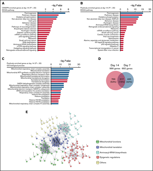 Pathway analysis of genome-wide CRISPR/Cas9 screening enriched genes. (A) KEGG pathway analysis of significantly enriched genes in the CRISPR/Cas9 screening at day 14 (P < .05) after panobinostat treatment. (B) KEGG pathway analysis of positively enriched genes in the CRISPR/Cas9 screening at day 14 (P < .05) after panobinostat treatment. (C) GO biological process analysis positively enriched genes in the CRISPR/Cas9 screening at day 14 (P < .05) after panobinostat treatment. (D) Venn diagram of the positively selected genes in the CRISPR/Cas9 screening at days 7 (P < .05) and 14 (P < .05) after panobinostat treatment. (E) STRING protein-protein interaction network analysis of the 217 common positively selected genes as defined in panel D. The minimum required interaction score was set to 0.5, and the disconnected dots were removed. K-means clustering was applied with the number of clusters set to 5.