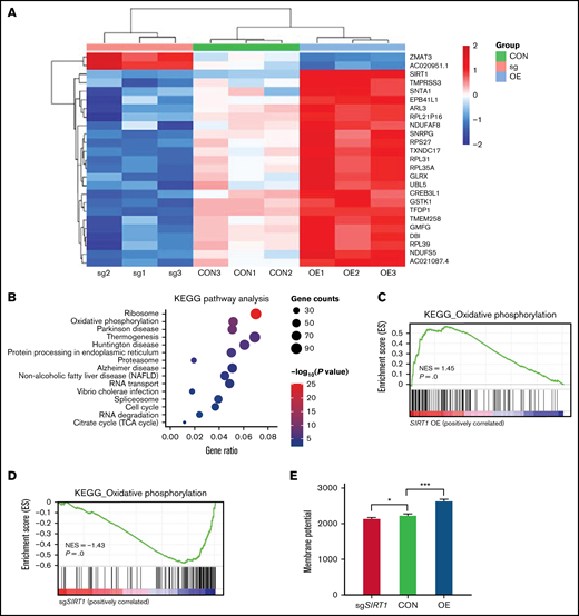 SIRT1 expression modulated mitochondrial activity. (A) Heatmap showing the differentially expressed genes in Nalm6 CON, sgSIRT1(sg), and SIRT1 OE cells (log fold change >1 or <−1, adjusted P < .05). (B) KEGG pathway enrichment analysis of the differentially expressed genes in Nalm6 CON and SIRT1 OE cells. Top 15 enriched pathways with adjusted P < .05 are shown in the bubble plot. (C-D) GSEA analysis of the oxidative phosphorylation gene expression signature for SIRT1 OE vs Nalm6 CON (C) and sgSIRT1 vs Nalm6 CON (D). (E) Membrane potential in Nalm6 CON and sgSIRT1 and SIRT1 OE cells were evaluated by TMRM staining. Data represent mean ± SD (n = 3). Data with statistical significance are as indicated: *P < .05, ***P < .005.