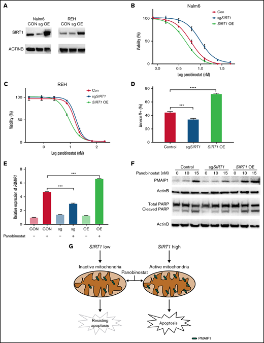 SIRT1 sensitized ALL cells to panobinostat through activation of the mitochondrial apoptosis pathway. (A) Western blot analysis of SIRT1 expression in Nalm6 and REH transduced with CON, SIRT1 sgRNA (sgSIRT1), or OE vectors. (B-C) The MTT assay was performed to detect relative sensitivity of CON, SIRT1 sgRNA (sgSIRT1), and OE cells in Nalm6 (B) and REH (C); cells were incubated with the indicated concentration of panobinostat for 3 days. (D) Annexin V staining of apoptosis cells after panobinostat treatment in Nalm6 transduced with CON, SIRT1 sgRNA (sgSIRT1), or OE vectors. (E) Quantitative reverse transcriptase-PCR analysis of PMAIP1 expression in Nalm6 transduced with CON, SIRT1 sgRNA (sgSIRT1), or OE vectors with or without panobinostat treatment. (F) Western blot analysis of PMAIP1 and cleaved PARP expression with actin B as an internal control in Nalm6 transduced with CON, SIRT1 sgRNA (sgSIRT1), or OE vectors with or without panobinostat treatment. (G) Schematic outline of this study. SIRT1 sensitized ALL cells to panobinostat through activation of the PMAIP1-mediated mitochondrial apoptosis pathway. Data represent mean ± SD (n = 3). r, Pearson correlation coefficient.