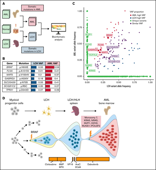 Understanding the genetic origins of the patient's underlying oncologic diagnoses by comparing somatic mutations from respective tumor samples. To understand the genetic origins of this patient’s LCH, HLH, and AML diagnoses, we compared somatic mutations in respective tumor samples using a skin biopsy sample collected at the time of AML diagnosis as a normal control (A). A formalin-fixed, paraffin-embedded sample of spleen was used, representative of the LCH/HLH lesion. The bone marrow and skin biopsy samples were collected at the time of AML diagnosis. The skin biopsy was used as a matched germline control. Whole-exome sequencing was performed for all these samples with a mean read depth of ×200 to ×300. Illumina paired-end reads were preprocessed and mapped to the human reference genome (hg38). We used an ensemble approach to call somatic mutations (SNV/indels) with 5 published tools. Consensus by at least 2 callers were considered confident mutations and were further manually reviewed for the read depth, mapping quality, and strand bias to remove additional artifacts. The AML sample was also independently analyzed using the St. Jude clinical genomics platform.15 Both LCH and AML shared the BRAF:p.V600E somatic mutation that was previously reported by the histopathology analysis, with an elevated tumor variant allele frequency in the AML sample (B-C). Furthermore, the AML sample harbored additional somatic mutations characteristic of AML and absent in the LCH sample, including monosomy 7, KRAS:p.G60D, NRAS:p.T58delinsILDT, EZH2:p.E740fs, IKZF1:c.197-5T>C, and RUNX1::POU2F2 fusion. Additional somatic mutations of unclear significance were identified in both LCH and AML samples (B-C). These somatic mutations likely arose after the initial LCH diagnosis and during AML development. This analysis indicated that the residual cells after initial therapy containing BRAF mutations expanded to LCH/HLH relapse and again into AML while acquiring additional AML driver mutations in the process (D). AraC, cytarabine; 2CdA,– cladribine; 6MP, mercaptopurine; MTX, methotrexate; VAF, variant allele frequency; VP16, etoposide. Figure created using BioRender.com.