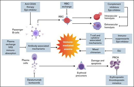 Pathophysiology and targeted therapy for post-HSCT immune-mediated anemia. Post-HSCT anemia is multifactorial as a result of new auto- or alloantibodies in combination with T cell– and cytokine-mediated inflammatory processes. There are no formal guidelines in management. Several therapeutic approaches that target different pathophysiologic aspects of post-HSCT immune-mediated anemia are outlined. DLI, donor lymphocyte infusion; IVIG, IV immunoglobulin; Syk, spleen tyrosine kinase.