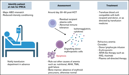 PRCA. PRCA is more frequently encountered in major ABO mismatch during the first 1 to 3 months posttransplantation. Management approach is similar to PLS, with frequent monitoring and RBC transfusion support. Other pharmacologic interventions can be considered in refractory cases. CBC, complete blood count; Hb, hemoglobin; IVIG, IV immunoglobulin; TMA, thrombotic microangiopathy.
