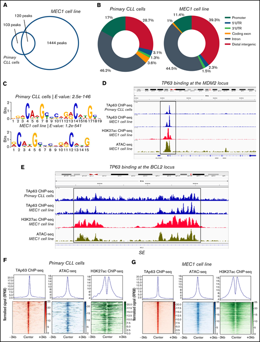 Analysis of the TAp63 binding landscape. (A) Overlap between TAp63 binding sites in primary cells from 1 CLL case as well as MEC1 cell line as identified using a stringent MACS peak calling cutoff q = 0.00001. One hundred and twenty common genes were found between the 2 comparison groups. (B) Genomic distribution of TAp63 binding sites in both samples. Promoter binding corresponds to 17% and 11.4% in CLL and MEC1 cells, respectively. (C) De novo motif analysis for the TAp63 binding sites in both samples identified a motif resembling the p63 (matrix id in the JASPAR motif database: MA0525.2)-p53 (matrix id: MA0106.3)-p73 (matrix id: MA0861.1) family of motifs as the most statistically significant (e-value: CLL cells, 2.5e-146; MEC1, 8.7e-476). (D) IGV genomic browser snapshots depicting the TAp63 binding profile and epigenomics marks on the MDM2 locus. A promoter-proximal strong TAp63 binding was found at the MDM2 gene, confirming its characterization as a well-described positive TAp63 transcriptional target. (E) IGV genomic browser snapshots illustrating the TAp63 binding events and epigenomics marks at the BCL2 locus in a region previously characterized as a super-enhancer in CLL. (F-G) Co-depiction of TAp63 binding signals with publicly available ATAC-seq (GEO no. GSM3382058) and H3K27ac (GEO no. GSM3382050) data around its total binding sites in both samples using an aggregate plot (top half of the scheme) and a heatmap (bottom half of the scheme) analysis TAp63 binding sites coexist with ATAC-seq and H3K27ac signals, corresponding to accessible and active chromatin. MACS, model-based analysis of ChIP-seq.