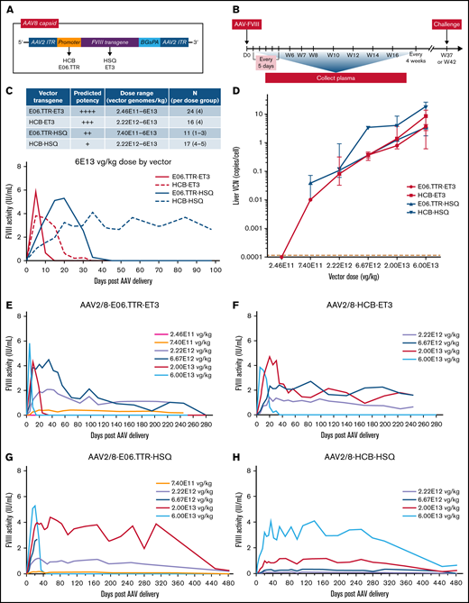 AAV-FVIII gene therapy dose-response study relates vector design (potency) and dose to initial FVIII exposure kinetics, steady-state levels, and time to loss of FVIII activity. (A) This design schematic depicts the 4 vectors administered to male exon 16–disrupted hemophilia A mice. (B) AAV-FVIII infusion was followed by longitudinal plasma collections and an ET3i protein challenge course for a subset of the AAV-ET3–treated animals. (C) Vectors were administered at threefold dose intervals within the range indicated in the table and ranked based on relative predicted potency. The median FVIII activity over time is shown graphically for the 6E13 vg/kg dose of each vector (ET3 transgene, red lines; HSQ transgene, blue lines; E06 promoter, solid lines; HCB promoter, dashed lines). (D) Terminal VCN was quantified by qPCR on liver DNA (E06.TTR-ET3, red circles; HCB-ET3, red squares; E06.TTR-HSQ, blue upwards triangle; HCB-HSQ, blue downwards triangle). Data points represent the median VCN, and error bars indicate the interquartile range (IQR). Values below the red dashed line indicate undetectable VCN. The dose factor (P = .0004) and vector design factor (P = .0198) are significant, with only the E06.TTR-ET3 vs HCB-HSQ vector design comparison showing significance (P = .0158; main effects 2-way ANOVA with Tukey’s multiple comparisons). There is no difference between the vectors when comparing median VCN values within each individual vg/kg dose group. (E-H) These graphs profile the median FVIII activity (IU/mL) over time for each dose administered of AAV-E06.TTR-ET3 (E) and AAV-HCB-ET3 (F), AAV-E06.TTR-HSQ (G), or AAV-HCB-HSQ (H), with resulting FVIII levels color coded according to vector dose. FVIII activity (IU/mL) was measured by chromogenic plate assay for all samples assayed in this study. (C,E-H) IQR error bars were removed for visual clarity but are shown for all vectors in supplemental Figures 1 and 2.