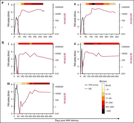 Anti-FVIII antibody response after AAV-FVIII delivery can be complex and multiphasic. The anti-FVIII IgG titers were measured by ELISA. IgG titers are indicated by the red curve and quantified on the right y axis. The corresponding FVIII activity levels are indicated by the black curve and quantified on the left y axis. Bethesda (inhibitor) titers (BU/mL) were measured for every sample with a detectable IgG titer and/or loss of detectable FVIII activity. BU/mL values are indicated by a heat map at the top of each graph. Samples below the limit of quantification for any antibody assay were given a working value of 0 in data analysis and graphical representation; however, the actual value could be somewhere between 0 and the limit of quantification. An X terminating the IgG titer curve denotes death of the animal at the designated time point. (A) 6E13vg/kg AAV-E06.TTR-ET3. Animal IDs: (i) 1471L, (ii) 1475N, (iii) 1477B, (iv) 1483N. (B) 2E13vg/kg AAV-E06.TTR-ET3. Animal IDs: (i) 1451L, (ii) 1453R, (iii) 1455R, (iv) 1457L. (C) 6.67E12vg/kg AAV-E06.TTR-ET3. Animal IDs: (i) 1453N, (ii) 1479N. (D) 2.22E12vg/kg AAV-E06.TTR-ET3, animal 1437N. (E) 6E13vg/kg AAV-HCB-ET3. Animal IDs: (i) 1437R, (ii) 1451R, (iii) 1453LL, (iv) 1479L. (F) 2E13vg/kg AAV-HCB-ET3. Animal IDs: (i) 1437L, (ii) 1455N. (G) 6E13vg/kg AAV-E06.TTR-HSQ. Animal IDs: (i) 1475B, (ii) 1481B, (iii) 1507R.
