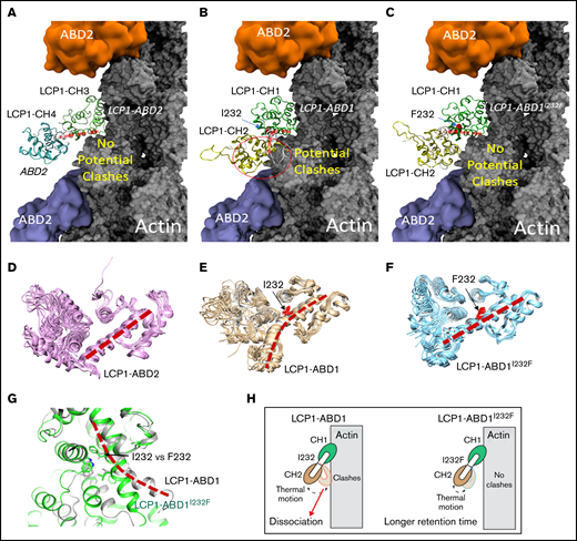 Structural modeling of the LCP1 I232F mutation. (A) Cryo-EM structure of LCP1-ABD2 (Protein Data Bank identifier, 6VEC). Final snapshots of the molecular dynamics–generated LCP1-ABD1 (B) and LCP1-ABD1I232F (C) structure aligned to LCP1-ABD2 to model the binding between LCP1-ABD1 and F-actin. Ten representative conformations of LCP1-ABD2 (D), LCP1-ABD1 (E), and LCP1-ABD1I232F (F) obtained from 40 ns of molecular dynamics simulations are shown to depict the dynamic motion of the protein. The interdomain helices between CH1 and CH2 in LCP1-ABD1 and between CH3 and CH4 in LCP1-ABD2 are highlighted by red dashed lines. I232 and F232 are shown in red stick models. Potential clashes between LCP1-ABD1 and F-actin is indicated in a red circle. (G) Alignment of LCP1-ABD1-CH1 and LCP1-ABD1I232F-CH1. The bent interdomain helix in LCP1-ABD1 is depicted in a red dashed line. (H) A model illustrates the effect of I232F mutation to LCP1-ABD1 on the binding of LCP1-ABD1 to F-actin.