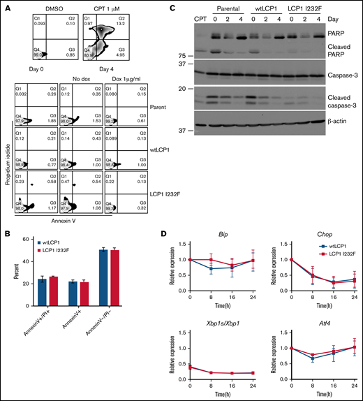Effect of LCP1 I232F on cellular stress responses. (A) Flow cytometric analysis of Annexin V and propidium iodide (PI)-based apoptosis assay was performed on isogenic 32D cell lines as indicated. Camptothecin (CPT; 1 μM) was used as positive control. (B) 32D cells (wtLCP1 and LCP1 I232F) grown under conditions of IL-3 withdrawal for 48 hours were analyzed for apoptosis by flow cytometry–based Annexin V/PI staining (n = 3). Annexin V+ and Annexin V+/PI+ cells were identified as early and late apoptotic cells, respectively. (C) Analysis apoptotic markers, PARP1 and Caspase-3, for their cleavage by immunoblotting was performed on 32D cells expressing wtLCP1 and LCP1 I232F as indicated. β-actin was used as loading control. (D) Real-time quantitative polymerase chain reaction analysis investigating makers of unfolded protein response Bip, Chop, Xbp1/Xbp1s, and Atf4 was performed at indicated time points with Actin as the housekeeping gene (n = 4). Data are shown as mean ± standard deviation. Statistical analysis was assessed by using the Student t test. dox, doxycycline; DMSO, dimethyl sulfoxide.