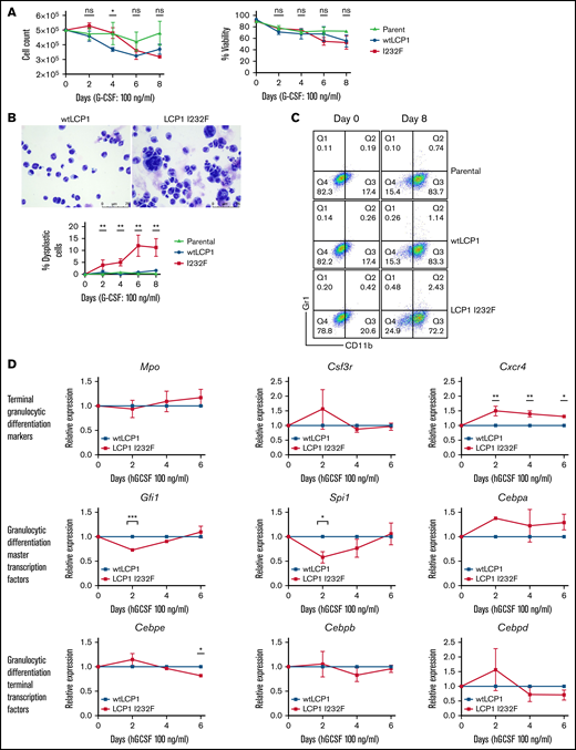 Effect of LCP1 I232F on G-CSF–induced granulocytic differentiation. (A) Trypan blue exclusion cell count and viability were performed during differentiation of LCP1 I232F-expressing 32D cells with G-CSF treatment (100 ng/µL) for 8 days. (B) Wright-Giemsa–stained images, obtained by using a Leica DM6B upright microscope (×40 magnification), for 32D cells expressing wtLCP1 and LCP1 I232F upon differentiation with G-CSF (left and middle) and analysis of large dysplastic cells (right). (C) LCP1 (wt and I232F) expressing 32D cells differentiated with G-CSF were stained with anti-CD11b and anti–GR-1 antibodies and analyzed with flow cytometry. (D) 32D cells expressing wtLCP1 and LCP1 I232F were differentiated with G-CSF followed by quantitative polymerase chain reaction–based gene expression analysis of indicated master transcription factors of granulopoiesis and terminal granulocytic differentiation markers and transcription factors at days 0, 2, 4, and 6. Data are shown as mean ± standard error of mean (results of n = 3 biological replicates unless otherwise specified). Statistical analysis was assessed by using the Student t test. *P < .05, **P < .01, ***P < .001, ****P < .0001. hGCSF, human G-CSF; ns, not significant.