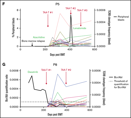 Clinical outcomes for patients treated with TAA-T for relapsed disease after BMT (n = 11). (A) Swimmer plot showing clinical outcomes following salvage therapy and TAA-T infusion in patients with relapsed/refractory disease after BMT, categorized by dose level (1-4). Hematologic remission was achieved in 9/11 patients prior to TAA-T infusion with postinfusion clinical outcomes defined as CCR, PR, stable disease (SD), PD, and relapse. Patients in hematologic remission with MRD are noted as CCR*. Patients who did not achieve hematologic remission are noted as + (P3, P11). The dotted line denotes 1 year postinfusion. (B) Kaplan-Meier curve estimating LFS postinfusion of relapsed patients. One-year LFS 27.3%; median LFS was 64 days. Patients characterized as responders (CCR within 3 months of first TAA-T infusion; n = 4) had prolonged median LFS (839 days) compared with nonresponders (PD/R within 3 months of first TAA-T infusion; n = 7); median LFS was 42 days (P = .003). (C) Kaplan-Meier curve estimating OS postinfusion of relapsed patients. One-year OS was 36.36% with median survival of 255 days post–TAA-T infusion. Responders had prolonged median OS (1150 days) compared with nonresponders (150 days) (P = .003). (D) One-year postrelapse OS was 42% in early relapsers (patients with relapse within 6 months of transplant; n = 7) who received TAA-T infusion. (E) Qualitative grading of immunofluorescence expression of TAA targets (WT1, PRAME, and survivin) on blast population and clinical outcomes following TAA-T of evaluable patients with relapsed AML posttransplant. The paraffin-embedded tissues were deparaffinized and incubated post–antigen retrieval with anti-survivin, anti–Wilms tumor protein (abcam), and anti-PRAME (Sigma) followed by Alexa Fluor568 (Texas red channel) donkey anti-rabbit IgG secondary antibody for survivin and PRAME (abcam) and AlexaFluor488 (FITC) donkey anti-mouse IgG secondary antibody for WT1 (abcam). The sections were mounted with DAPI staining solution (abcam), and the images were captured at 20× magnification on an Olympus BX53-DP73 microscope using cellSens software. Clinical outcomes characterized as responder and nonresponder (as above). (F) Disease course and TCR unique clonotype frequencies over time for P5 with MDS/AML, relapsed 117 days posttransplant and subsequently achieved CR with salvage therapy (azacitidine) prior to TAA-T infusion. Hematologic relapse with peripheral blasts cleared with a second TAA-T infusion, azacitidine, and lenalidomide, though remained MRD+. (G) Disease course and unique TCR clonotype frequency over time for P8, a pediatric patient with Ph+ B-cell ALL with persistent BCR/ABL positivity posttransplant despite treatment with dasatinib. Briefly achieved BCR/ABL negativity following first TAA-T infusion followed by rise in BCR/ABL quantification ratio following the second TAA-T infusion. DAPI, 4′,6-diamidino-2-phenylindole; IgG, immunoglobulin G.